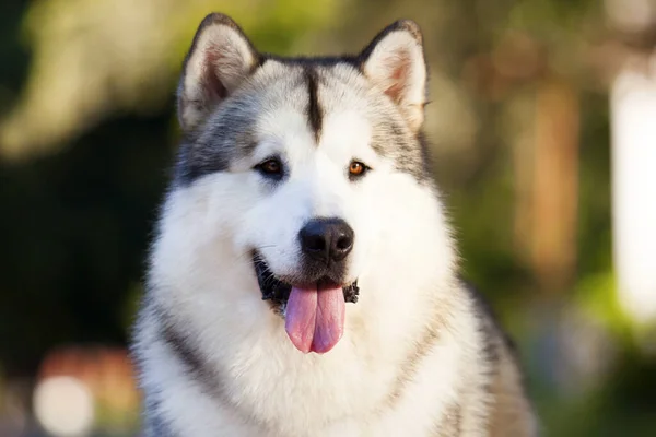 Adorable Perro Husky Siberiano Aire Libre —  Fotos de Stock