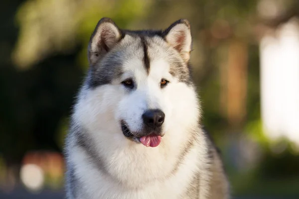 Rozkošný Sibiřský Husky Pes Venku — Stock fotografie