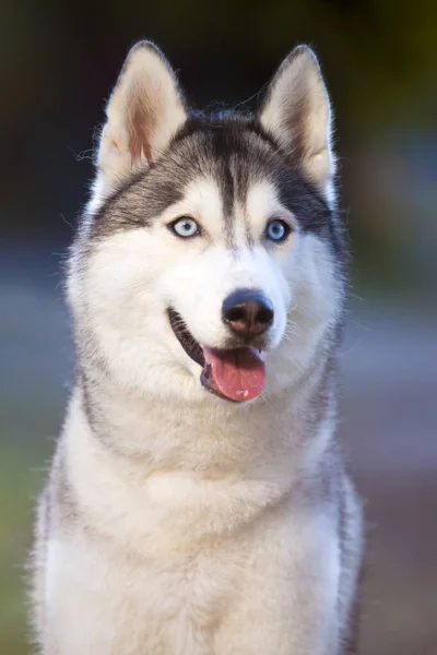 Αξιολάτρευτο Σκυλί Husky Σιβηρίας Εξωτερικούς Χώρους — Φωτογραφία Αρχείου