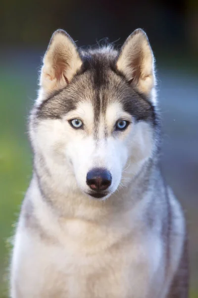 Imádnivaló Szibériai Husky Kutya Szabadban — Stock Fotó