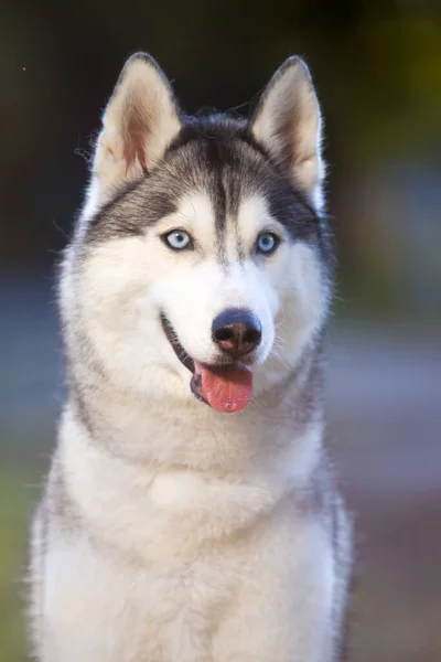 Uroczy Syberyjski Husky Pies Zewnątrz — Zdjęcie stockowe