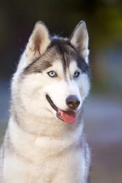 Bedårande Sibirisk Husky Hund Utomhus — Stockfoto