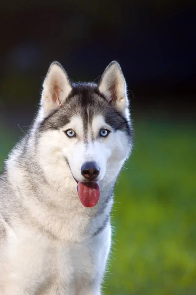 Imádnivaló Szibériai Husky Kutya Szabadban — Stock Fotó