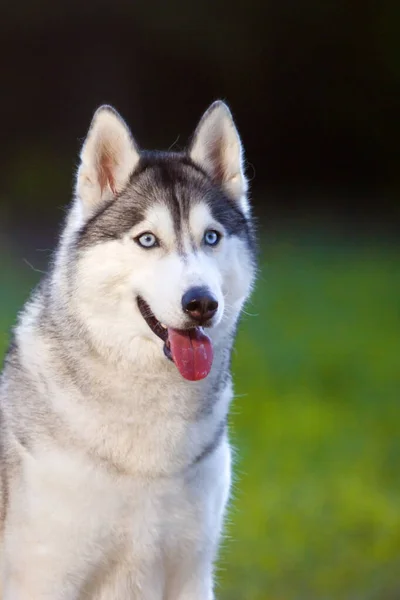 Adorable Perro Husky Siberiano Aire Libre —  Fotos de Stock