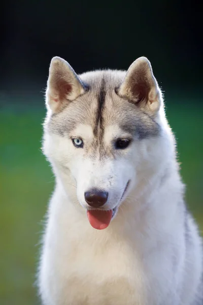 stock image adorable siberian husky dog outdoors
