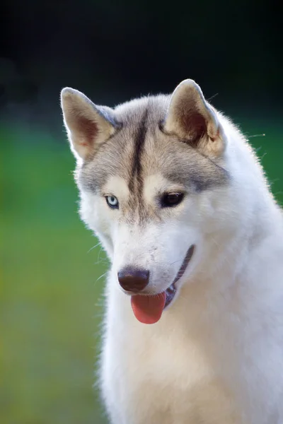 Αξιολάτρευτο Σκυλί Husky Σιβηρίας Εξωτερικούς Χώρους — Φωτογραφία Αρχείου