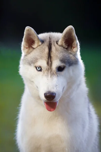 Adorabile Cane Husky Siberiano All Aperto — Foto Stock