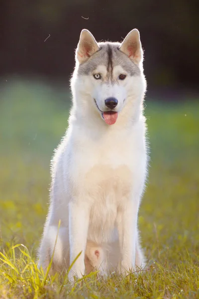 Αξιολάτρευτο Σκυλί Husky Σιβηρίας Εξωτερικούς Χώρους — Φωτογραφία Αρχείου