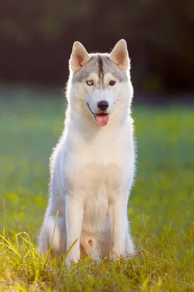 Rozkošný Sibiřský Husky Pes Venku — Stock fotografie