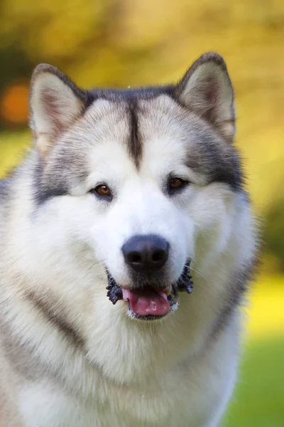 Αξιολάτρευτο Σκυλί Husky Σιβηρίας Εξωτερικούς Χώρους — Φωτογραφία Αρχείου