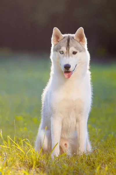 Adorable Perro Husky Siberiano Aire Libre — Foto de Stock