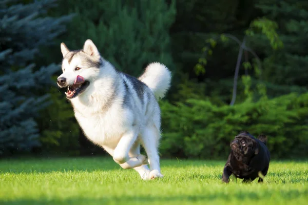 Husky Και Pug Παίζει Εξωτερικούς Χώρους — Φωτογραφία Αρχείου