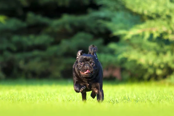 Anjing Bulldog Perancis Yang Lucu — Stok Foto