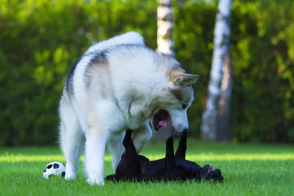 Husky Mops Bawią Się Świeżym Powietrzu — Zdjęcie stockowe