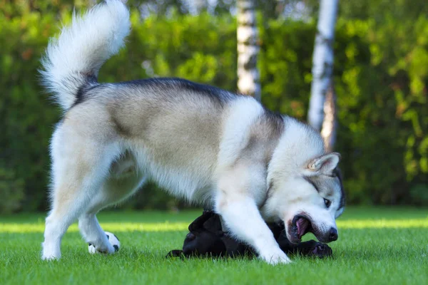 Husky Pug Playing Outdoors — Stock Photo, Image