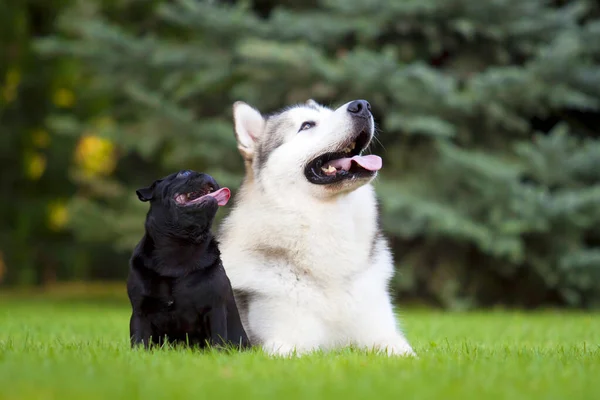 Husky Pug Hrát Venku — Stock fotografie