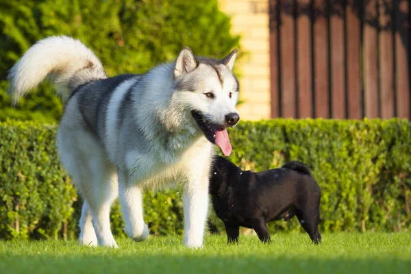 Husky Pug Playing Outdoors — Stock Photo, Image