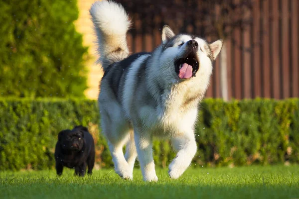 Rozkošný Sibiřský Husky Pes Venku — Stock fotografie