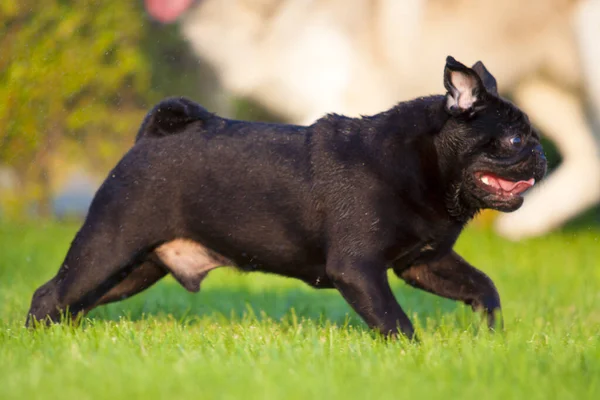 Cute French Bulldog Puppy Outdoor — Stock Photo, Image