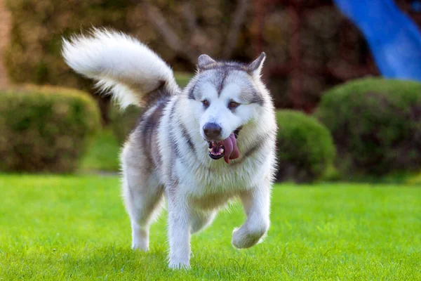 愛らしいシベリアのハスキー犬屋外 — ストック写真