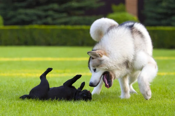 Husky Chiot Jouer Extérieur — Photo