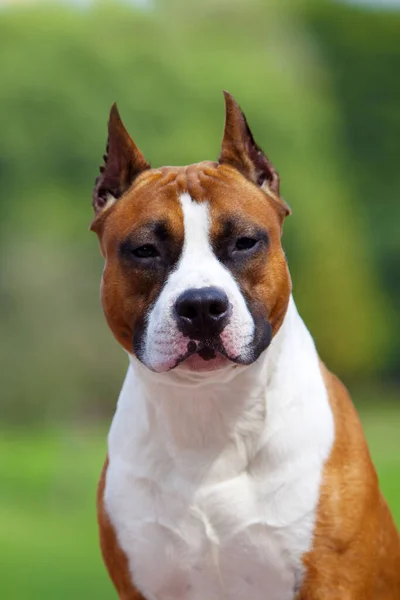 Gros Plan Portrait Staffordshire Terrier — Photo