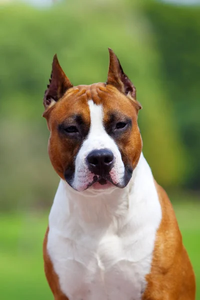 Primer Retrato Staffordshire Terrier — Foto de Stock