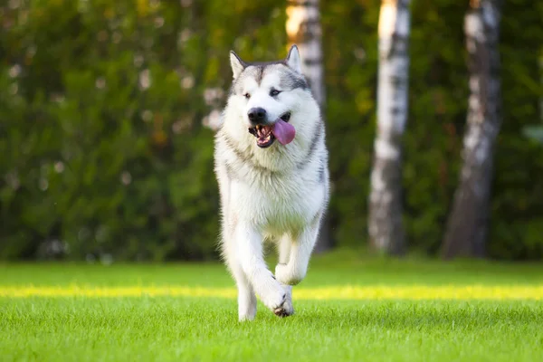 愛らしいシベリアのハスキー犬屋外 — ストック写真