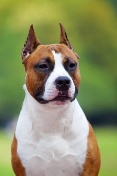 Ginger White Staffordshire Terrier Park — Stock Photo, Image