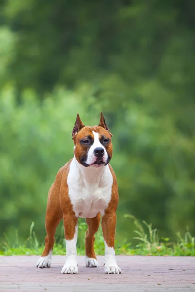 Gengibre Branco Staffordshire Terrier Parque — Fotografia de Stock