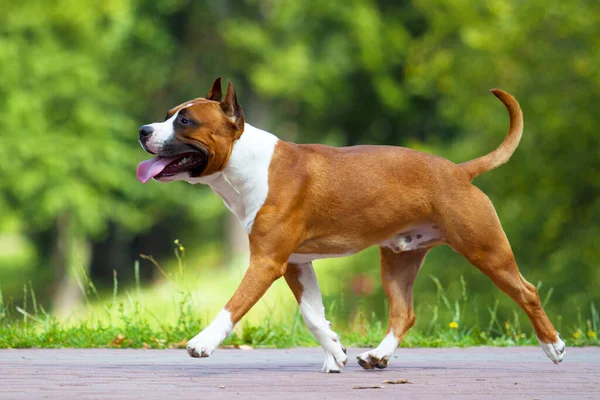 Jengibre Staffordshire Terrier Blanco Parque — Foto de Stock