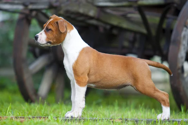 Niedlicher Staffordshire Terrier Park — Stockfoto