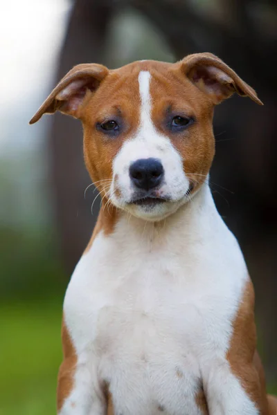 Schattig Staffordshire Terrier Park — Stockfoto