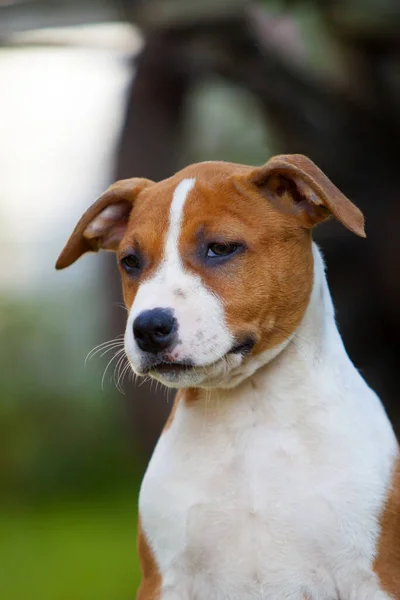 Schattig Staffordshire Terrier Park — Stockfoto