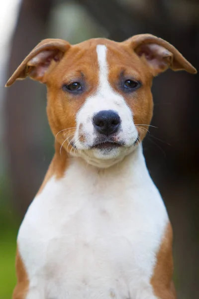 Schattig Staffordshire Terrier Park — Stockfoto