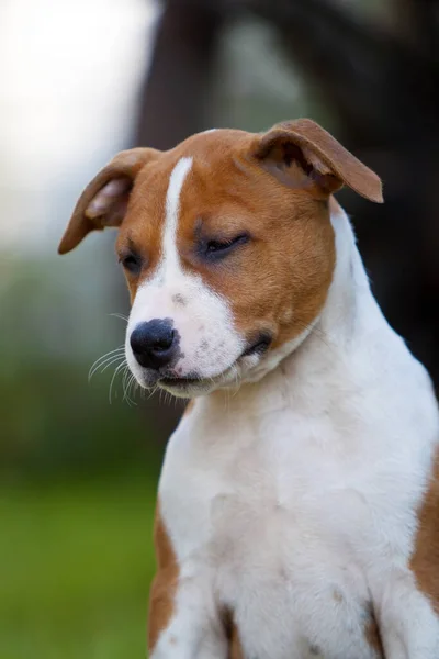Söt Staffordshire Terrier Parken — Stockfoto