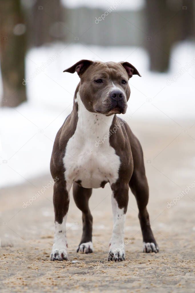 American Staffordshire Terrier dog outdoor 
