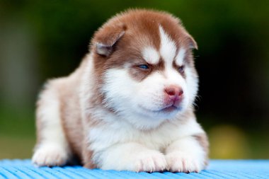 Sibirya Husky köpeği dışarıda.