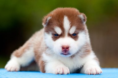Sibirya Husky köpeği dışarıda.