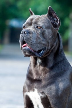 Güzel baston corso köpeğinin portresini kapat. 