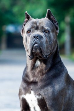 Güzel baston corso köpeğinin portresini kapat. 