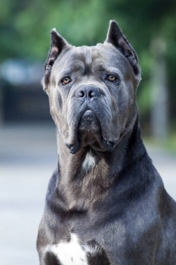 Güzel baston corso köpeğinin portresini kapat. 