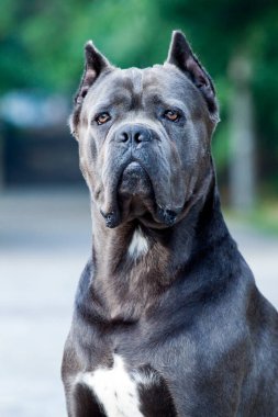 Güzel baston corso köpeğinin portresini kapat. 