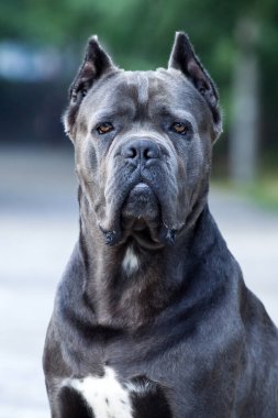 Güzel baston corso köpeğinin portresini kapat. 