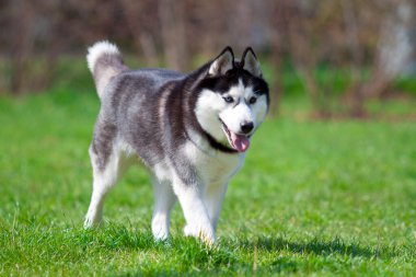 tapılası Sibirya köpeği açık havada.