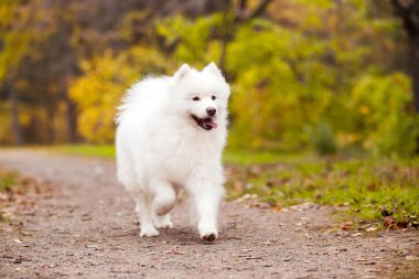 Sevimli Samoed köpeği açık havada