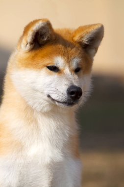 Akita Inu, genç köpek açık havada