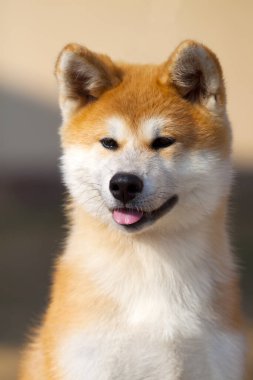 Akita Inu, genç köpek açık havada