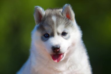 Sibirya Husky köpeği dışarıda.