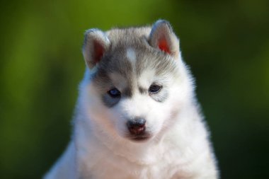 Sibirya Husky köpeği dışarıda.